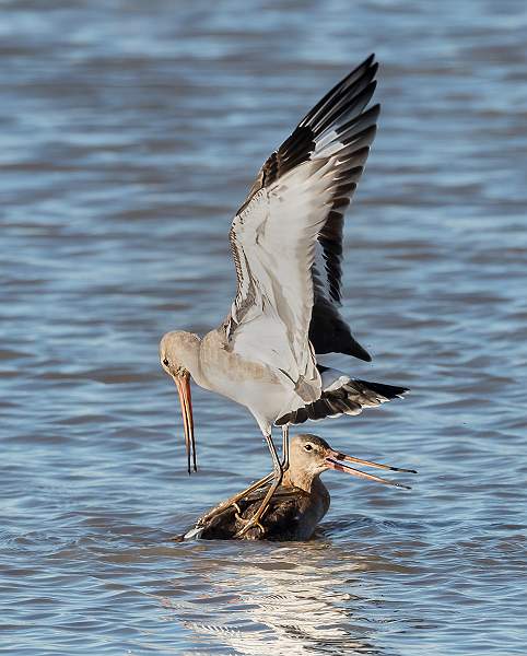 No 15 - Black Tailed Godwit Dispute.jpg - Advanced 2019 Print Exhibition